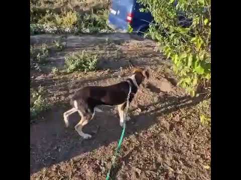 Youtube Vorschau - Video ID GcP6Z1D6VYY