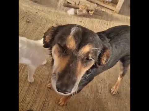 Youtube Vorschau - Video ID GmLk4e2Kphs