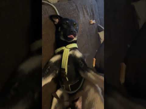 Youtube Vorschau - Video ID H2iK9tZP2nA