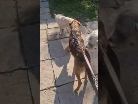 Youtube Vorschau - Video ID H5WzxCbfT8I