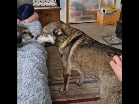 Youtube Vorschau - Video ID H7iWK9pQhlU