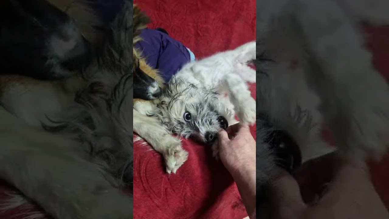 Youtube Vorschau - Video ID H_834Uwji2k