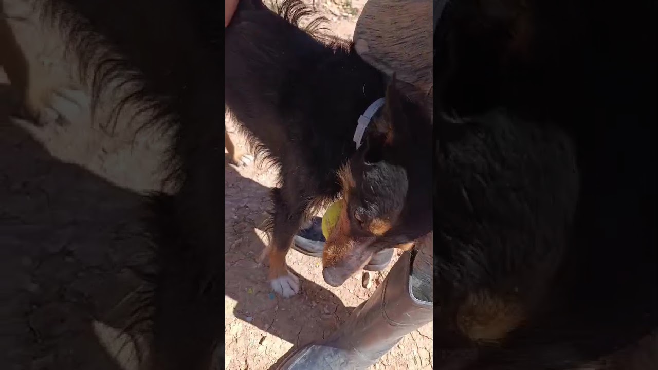 Youtube Vorschau - Video ID HbLs4qoL81s