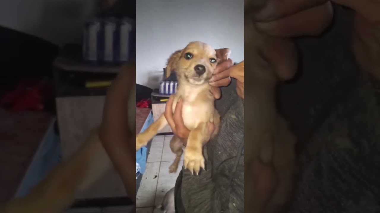 Youtube Vorschau - Video ID HkKqejLSDSE