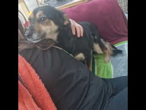 Youtube Vorschau - Video ID I0LhTczszlE