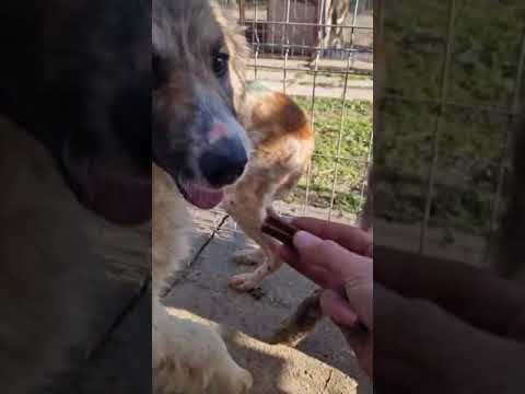 Youtube Vorschau - Video ID IIWpJMQFfCw