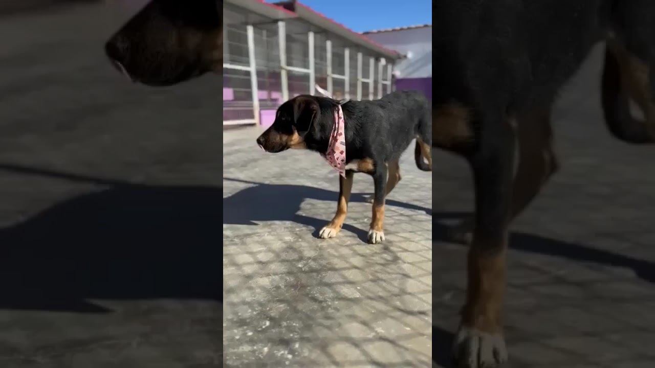 Youtube Vorschau - Video ID IPOrhTFYfUQ