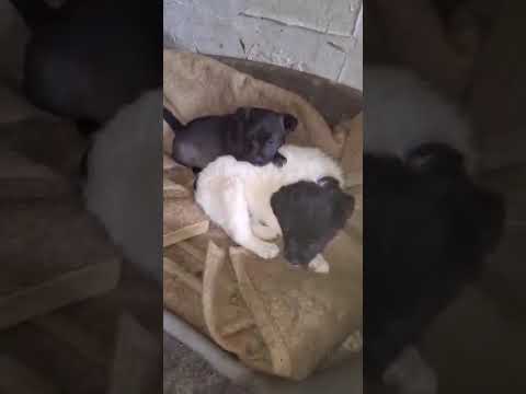 Youtube Vorschau - Video ID Ibhpc2no0_c