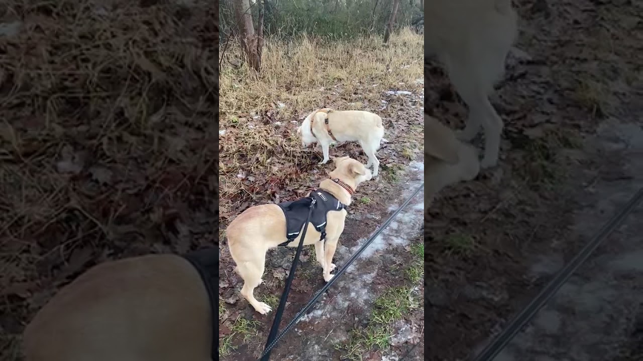 Youtube Vorschau - Video ID ImqKF_cHJq0