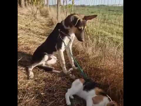 Youtube Vorschau - Video ID IqHPrsNLe5A