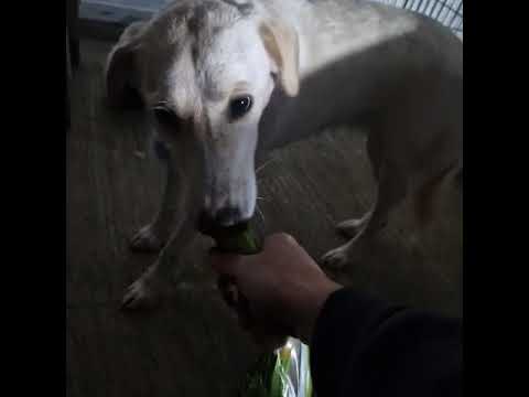 Youtube Vorschau - Video ID IuTzXzhrP3c