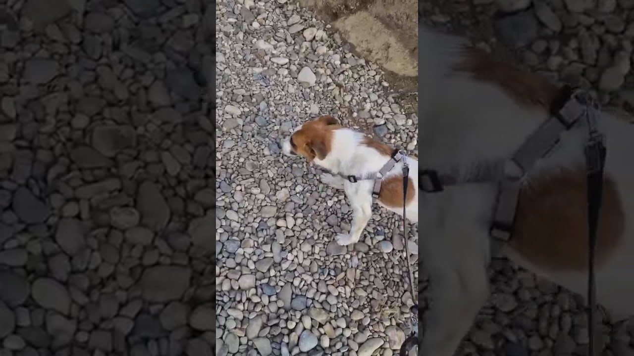 Youtube Vorschau - Video ID JAr-pfbvljw