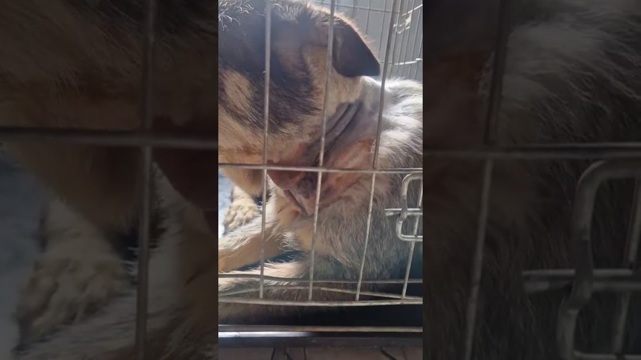 Youtube Vorschau - Video ID JJCKxiXOkOQ