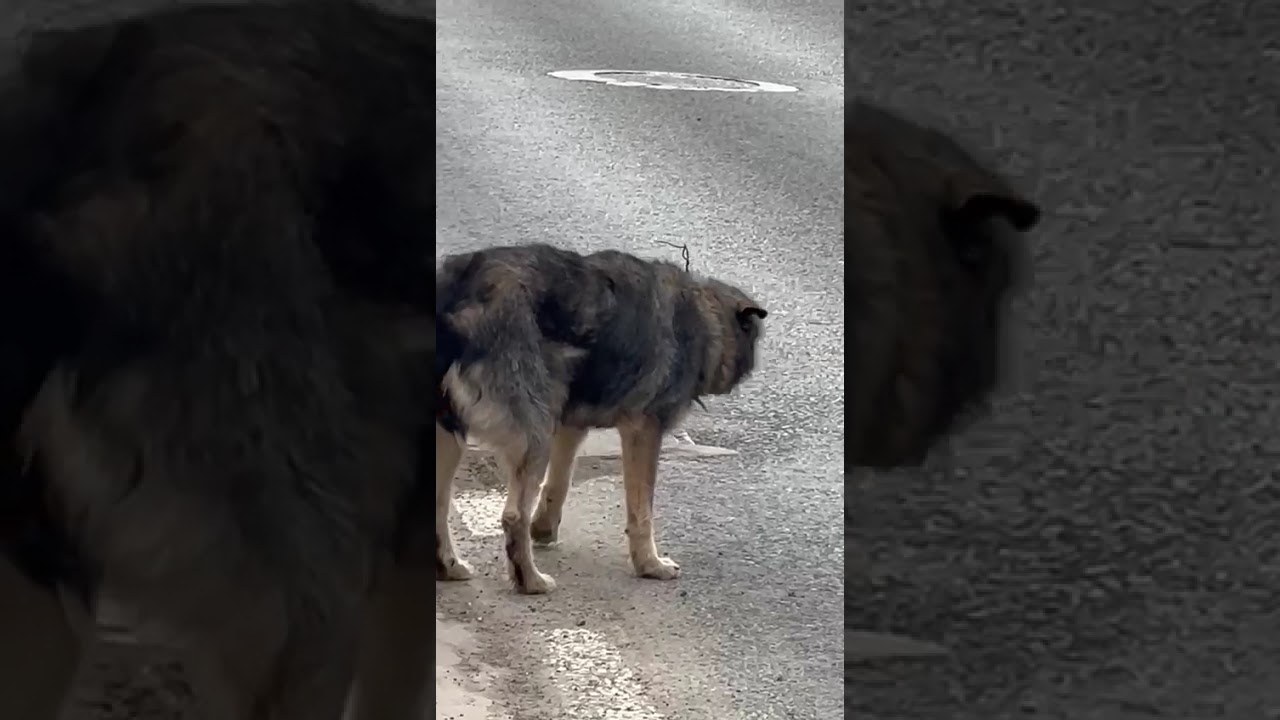 Youtube Vorschau - Video ID Jnq8xmoE6Hs