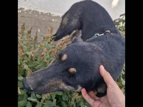 Youtube Vorschau - Video ID Jx7OA2aRoAk