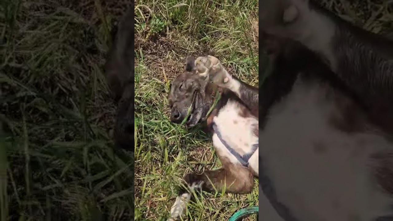 Youtube Vorschau - Video ID KkiJFm-TYBQ