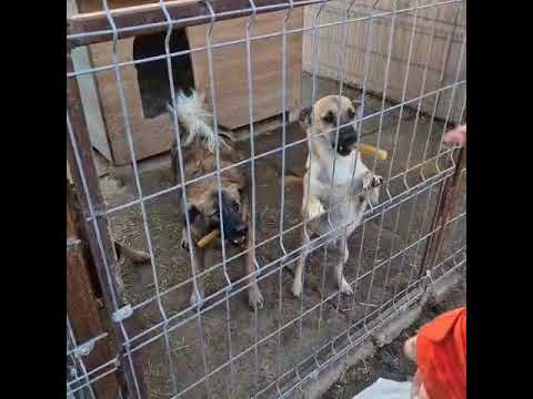 Youtube Vorschau - Video ID Kl-lpUvI7c4