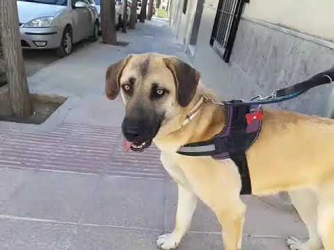 Youtube Vorschau - Video ID KoSxUPqmL6g