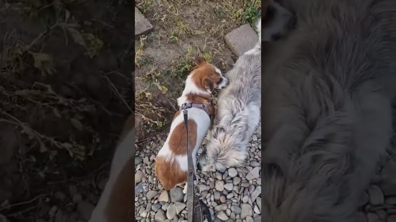 Youtube Vorschau - Video ID KougdNlDdt4