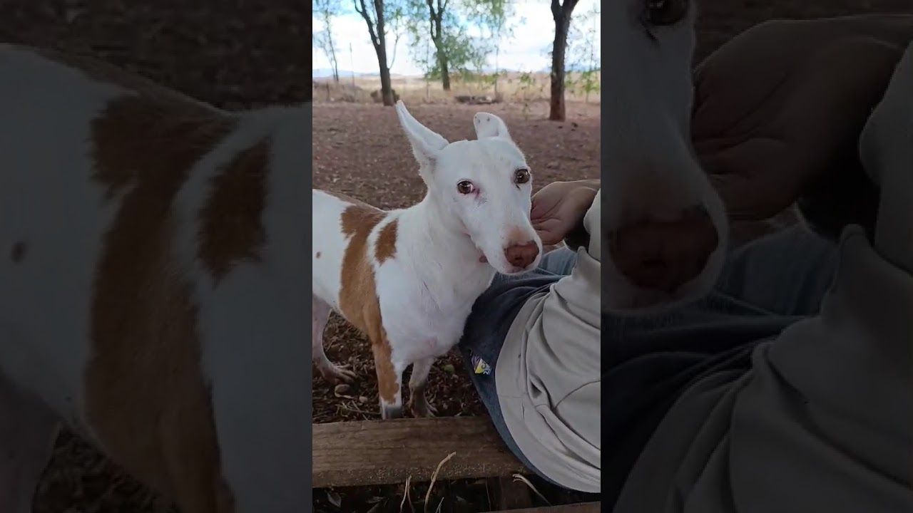 Youtube Vorschau - Video ID L5lMiT6DogU