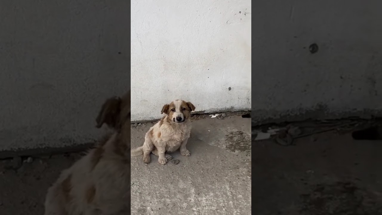 Youtube Vorschau - Video ID L8c1SBK1n_I