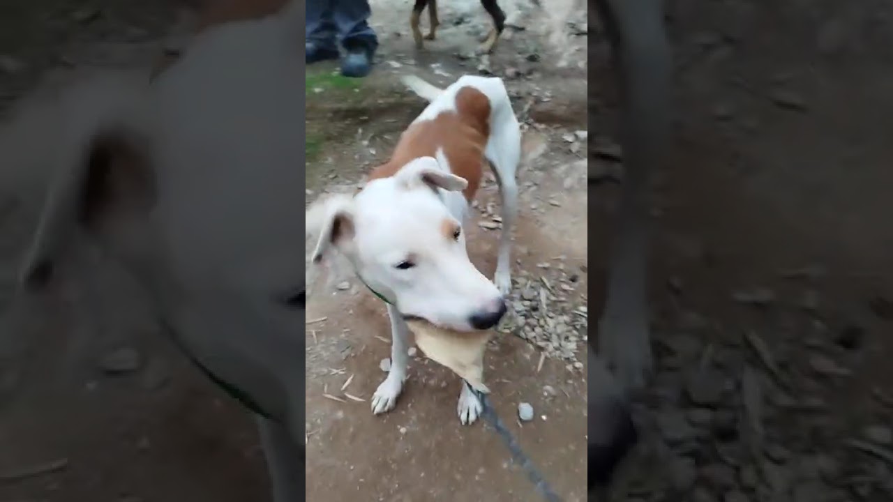 Youtube Vorschau - Video ID LKnXQ3tOm8Y