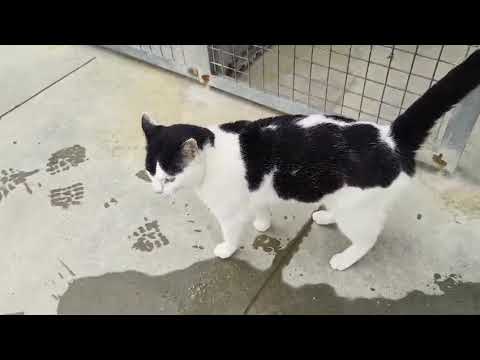 Youtube Vorschau - Video ID LTl0fSPoBDs