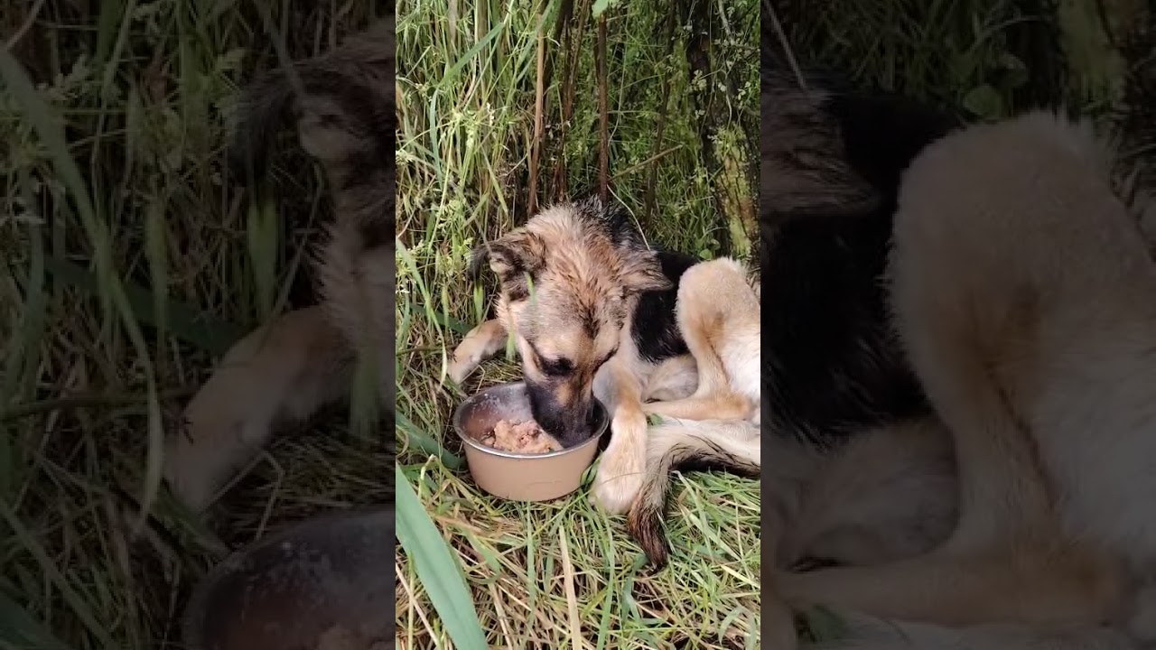 Youtube Vorschau - Video ID LY524ClEGcY