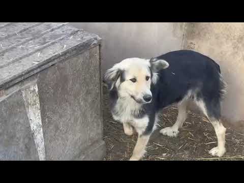 Youtube Vorschau - Video ID Ldv-xEXFVlI