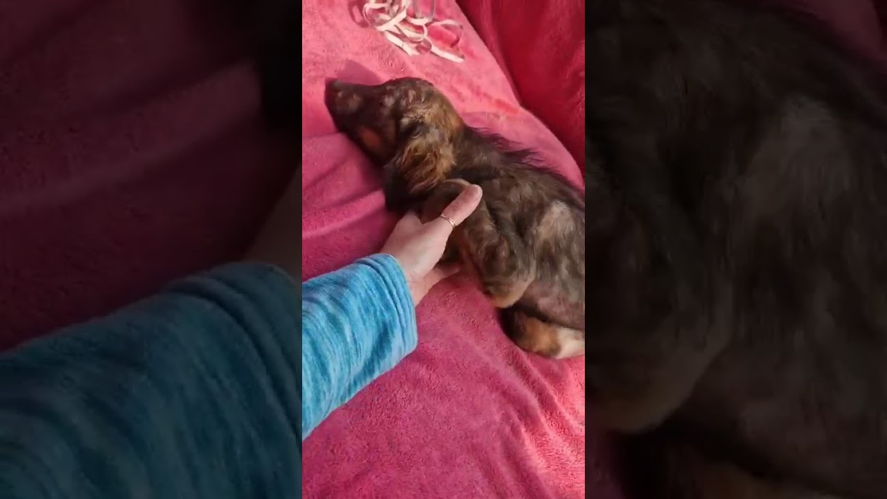 Youtube Vorschau - Video ID Ln-jovhhir4