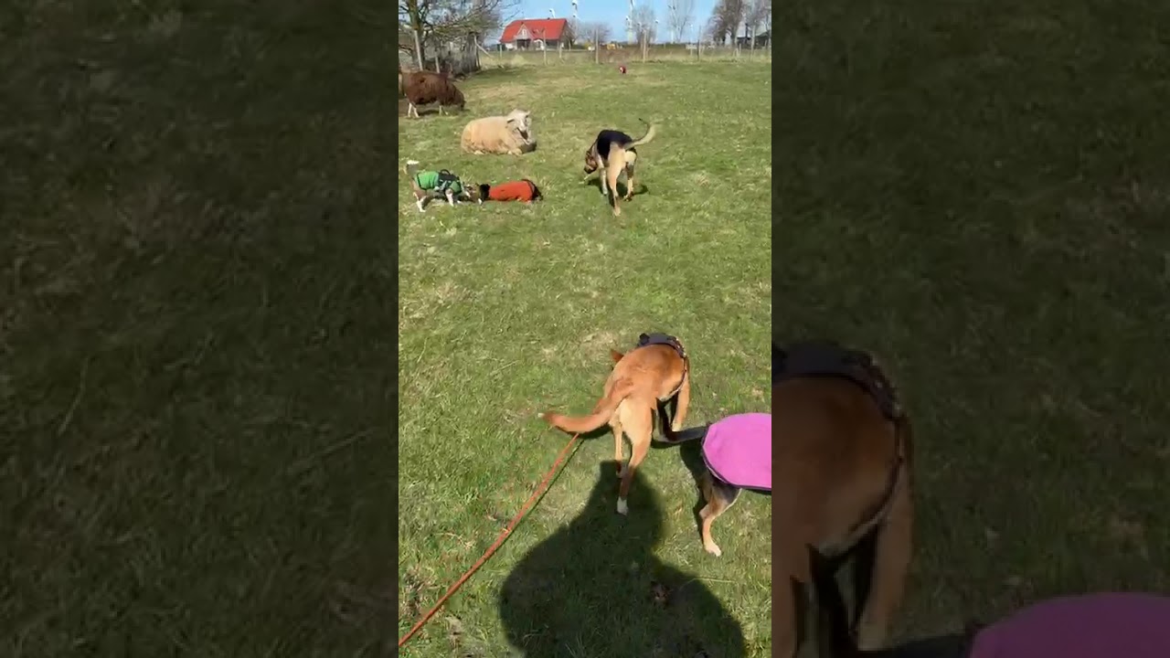 Youtube Vorschau - Video ID MCqXw13klBs