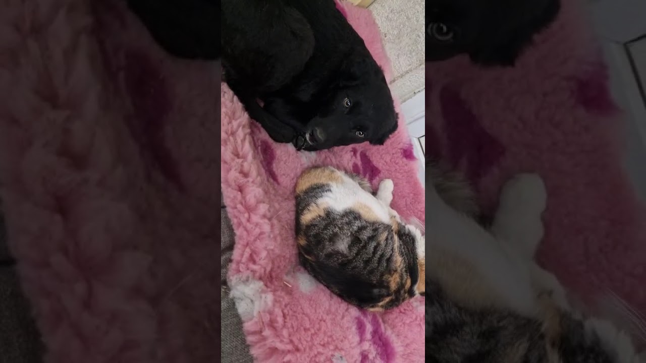 Youtube Vorschau - Video ID MSI43oiQMlQ