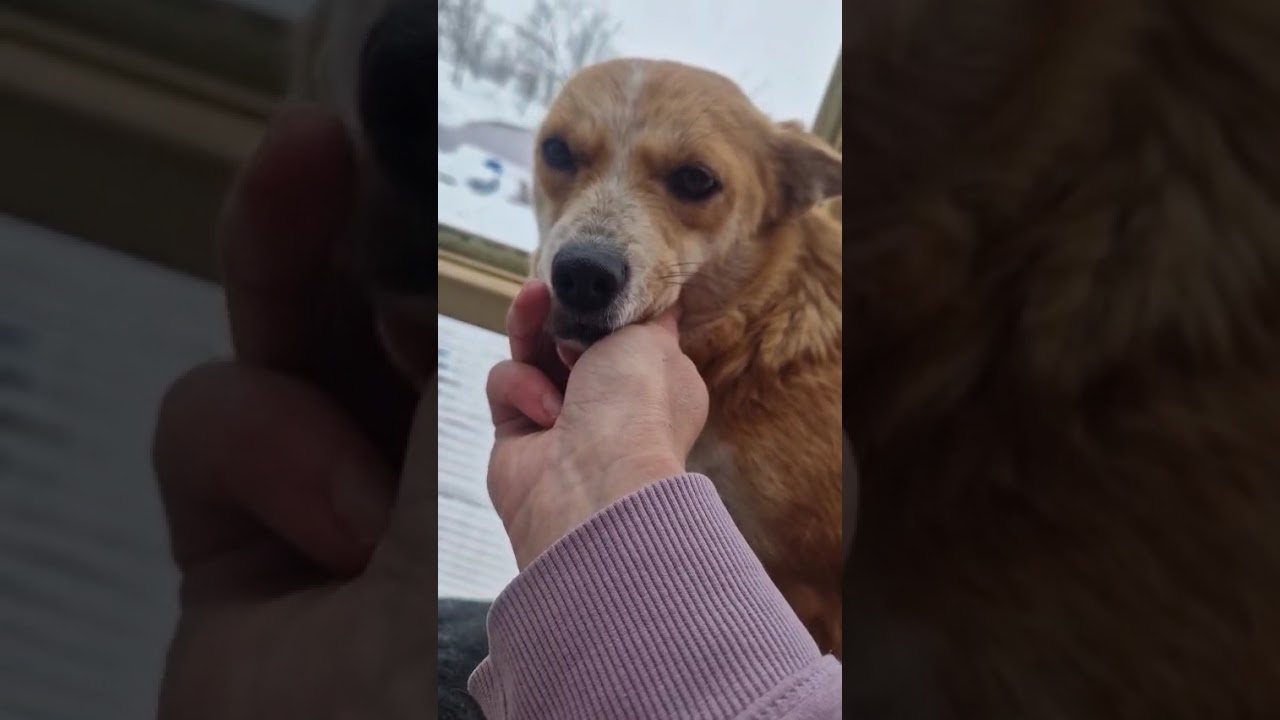 Youtube Vorschau - Video ID M_b9v-lNyog