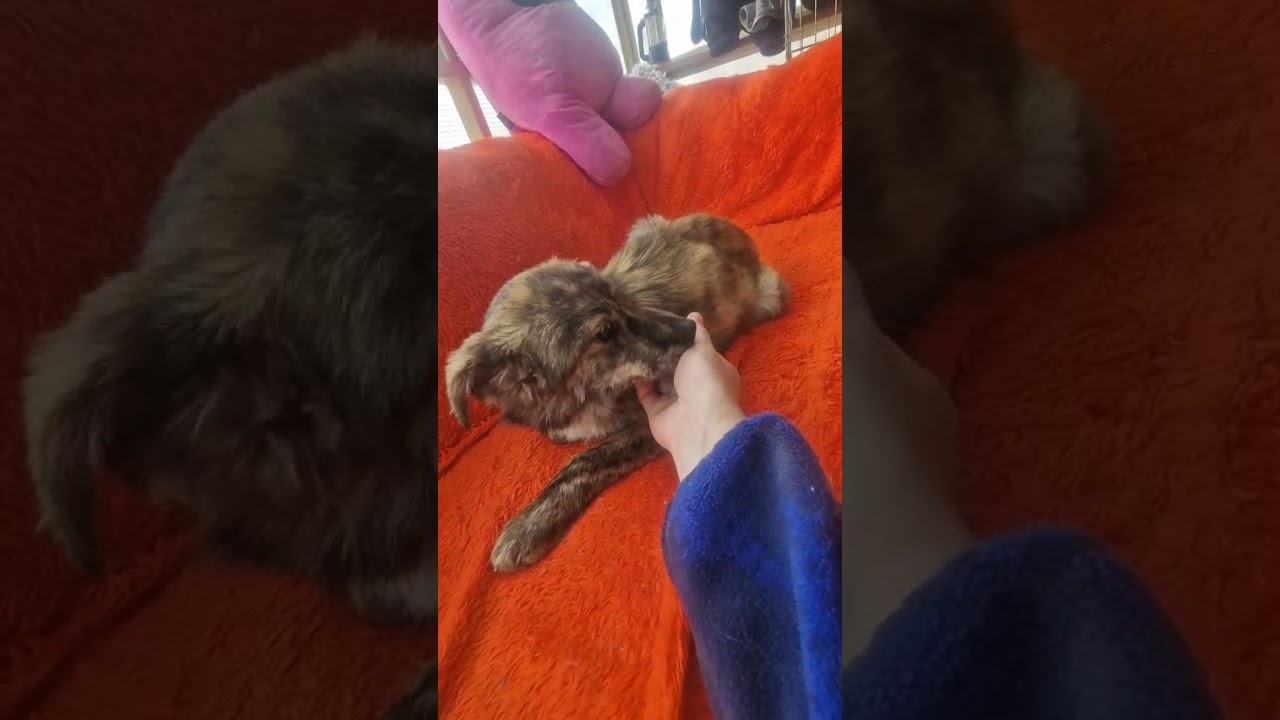 Youtube Vorschau - Video ID MbMKVnGGiSg