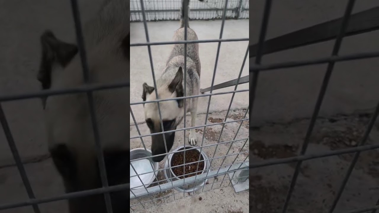 Youtube Vorschau - Video ID MlWLNrS4J28