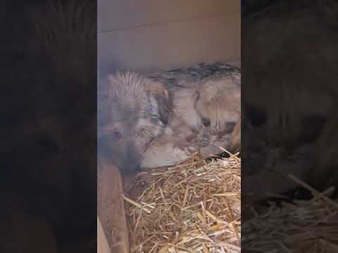 Youtube Vorschau - Video ID N864A0LcKzs