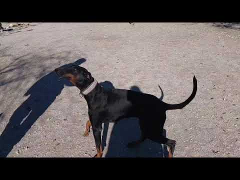 Youtube Vorschau - Video ID NQZCuks-ccE