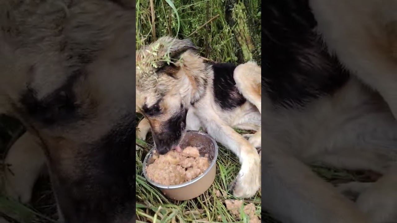 Youtube Vorschau - Video ID NVRbDn3HuPc