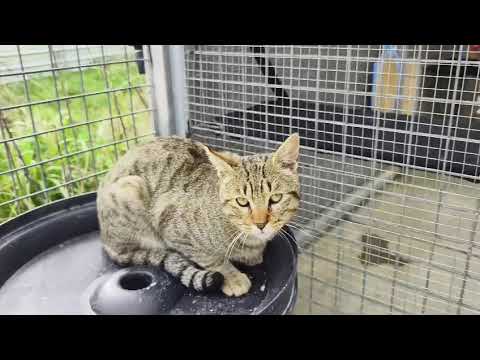 Youtube Vorschau - Video ID Ne2iWJ8w2nE