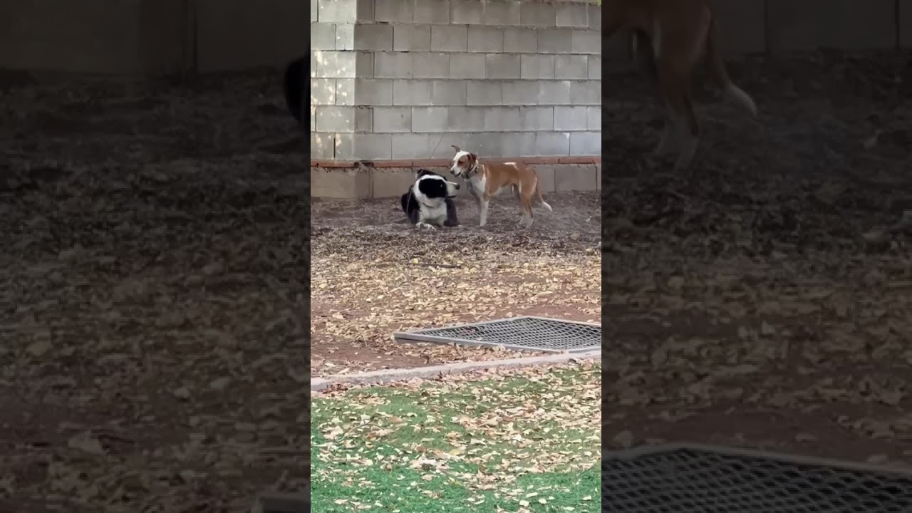 Youtube Vorschau - Video ID NtQbYtOGoY4