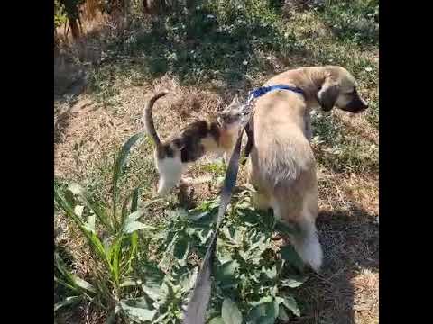 Youtube Vorschau - Video ID OBHDCUTEuwk