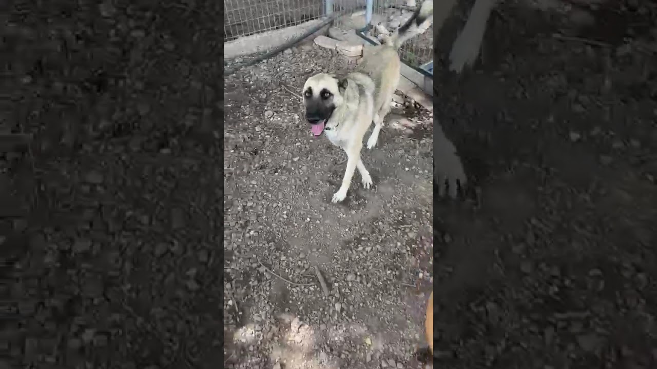 Youtube Vorschau - Video ID OGLGeiNQES0