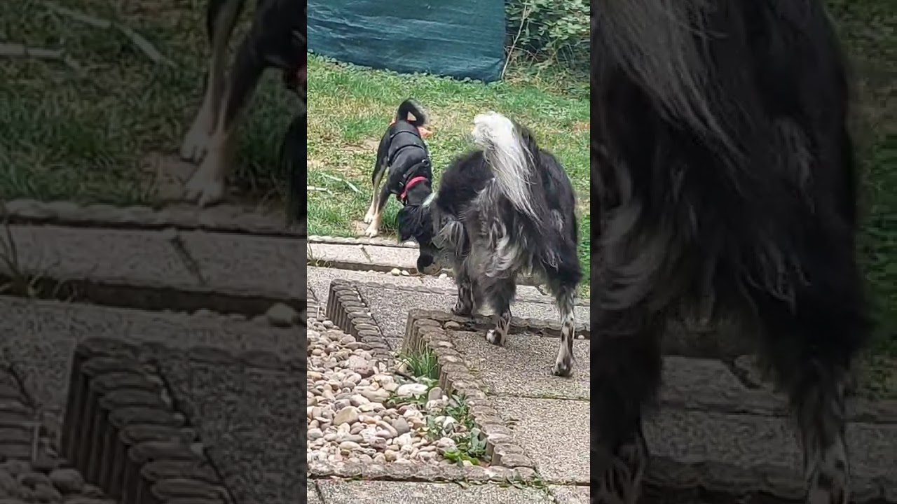 Youtube Vorschau - Video ID OLPK9mfLqJ8