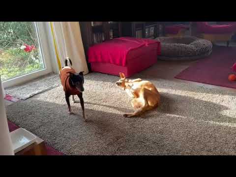 Youtube Vorschau - Video ID OQTSq7lbVZQ