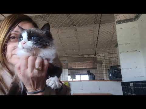 Youtube Vorschau - Video ID OXo6TLN5qYg