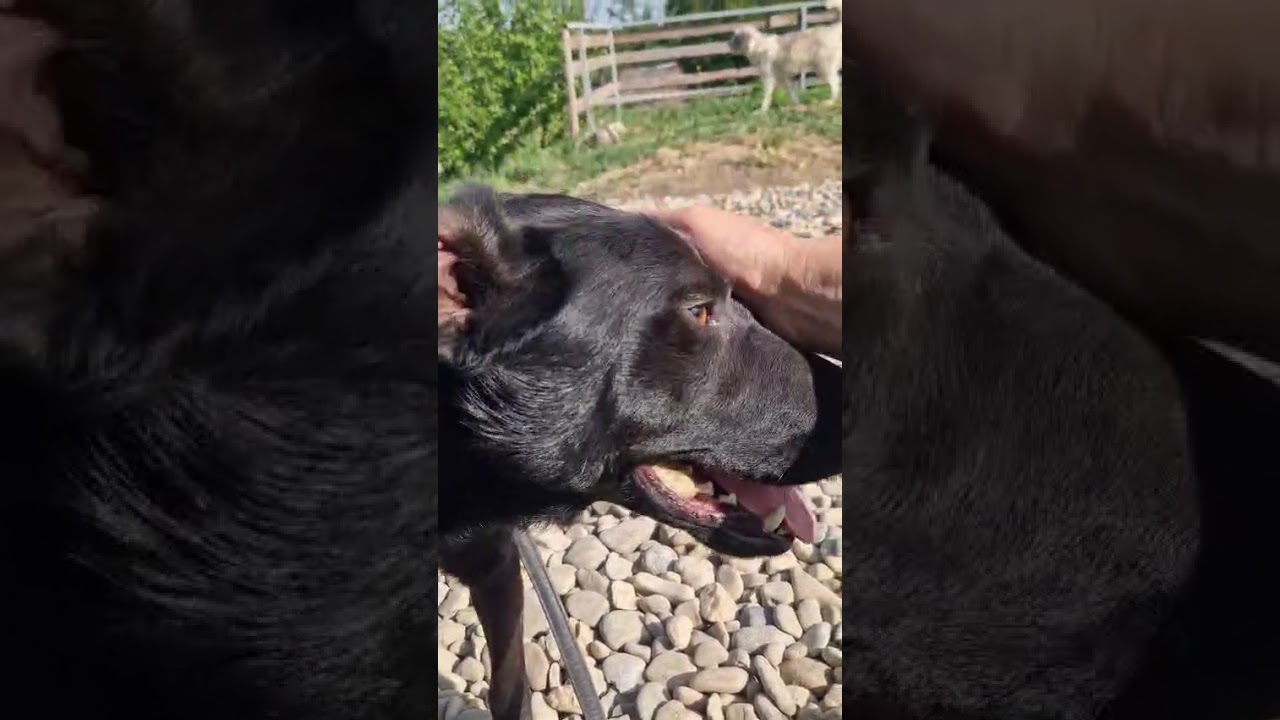 Youtube Vorschau - Video ID ObZMN7escoE