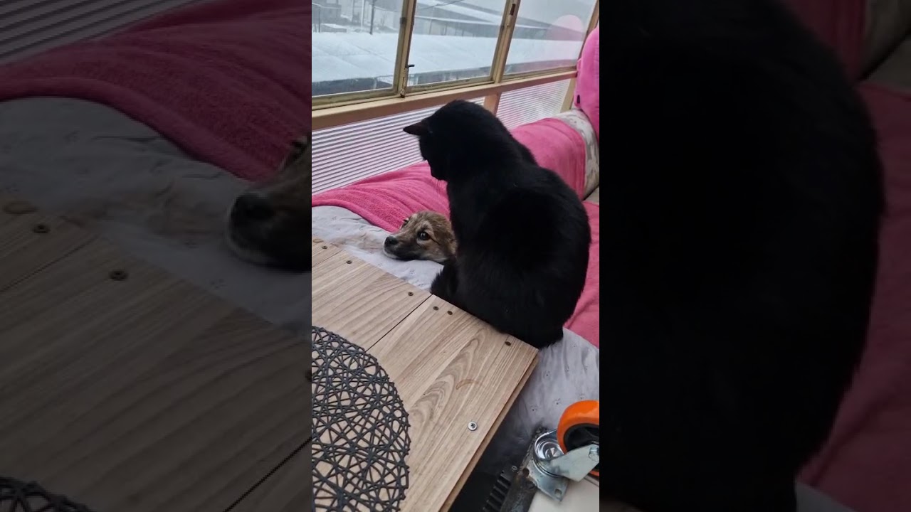 Youtube Vorschau - Video ID OtJ3XfEshyc