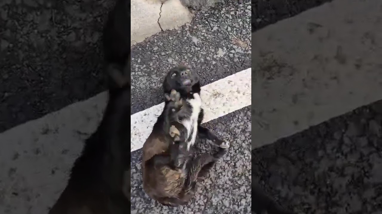 Youtube Vorschau - Video ID PvkJPyqjRd8