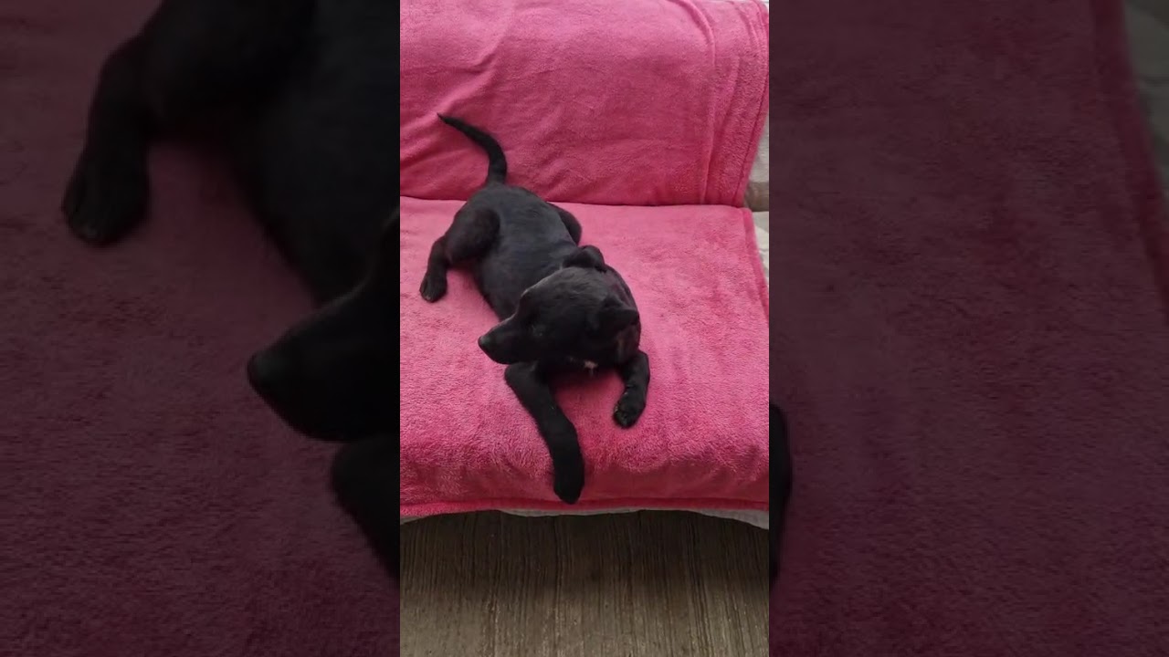 Youtube Vorschau - Video ID Q6U_gA6qJW8