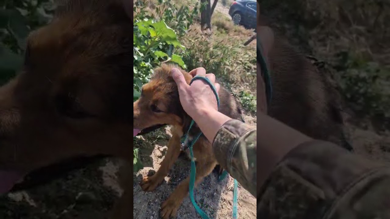 Youtube Vorschau - Video ID QUMEapeL4Bk